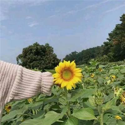 贺井号的巧妙冒险游戏下载